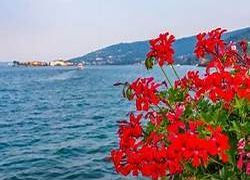 Fioriture sul Lago Maggiore
